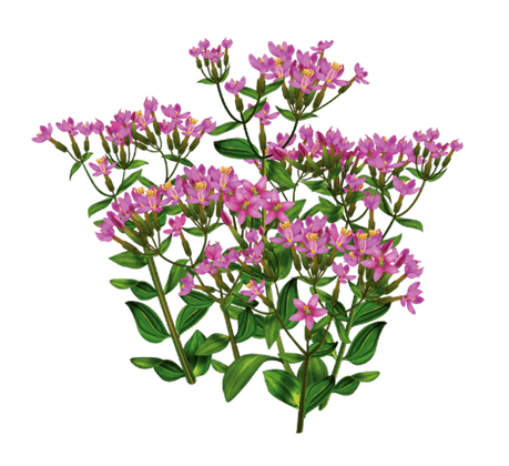 Centaury in Alkotox drops