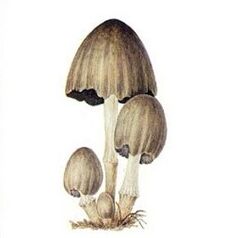 Champignon gris d'encre en gouttes Alkotox