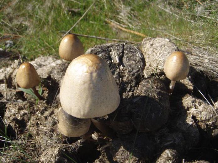 Bouchons de champignons