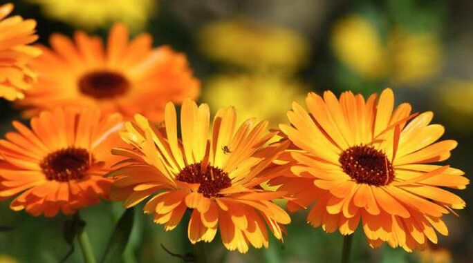 calendula